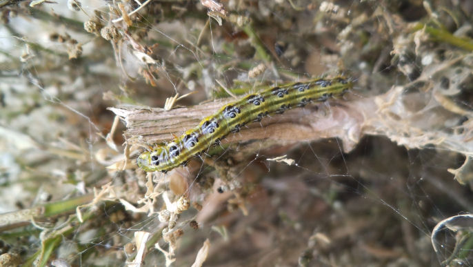 Danni di Cydalima perspectalis su Buxus sempervirens